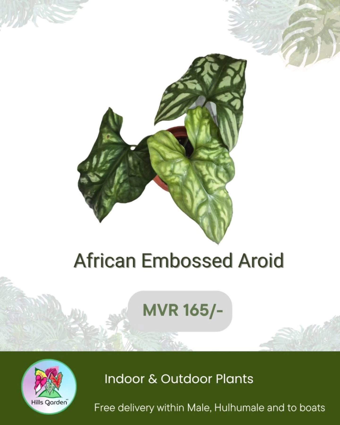 African Embossed Aroid