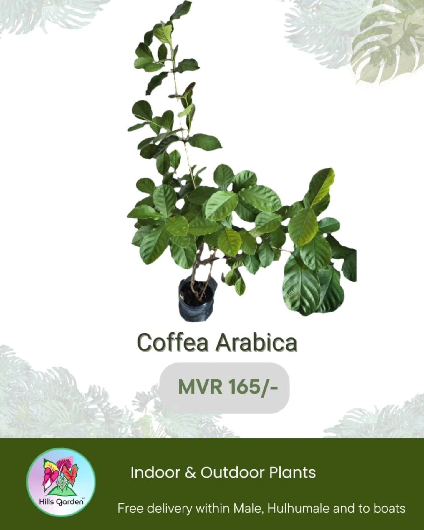 Arabica Coffee Plant