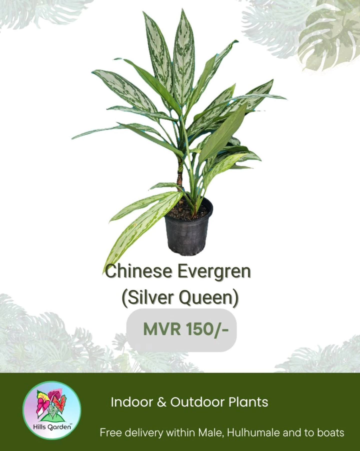 Chinese Evergreen (Silver Queen)