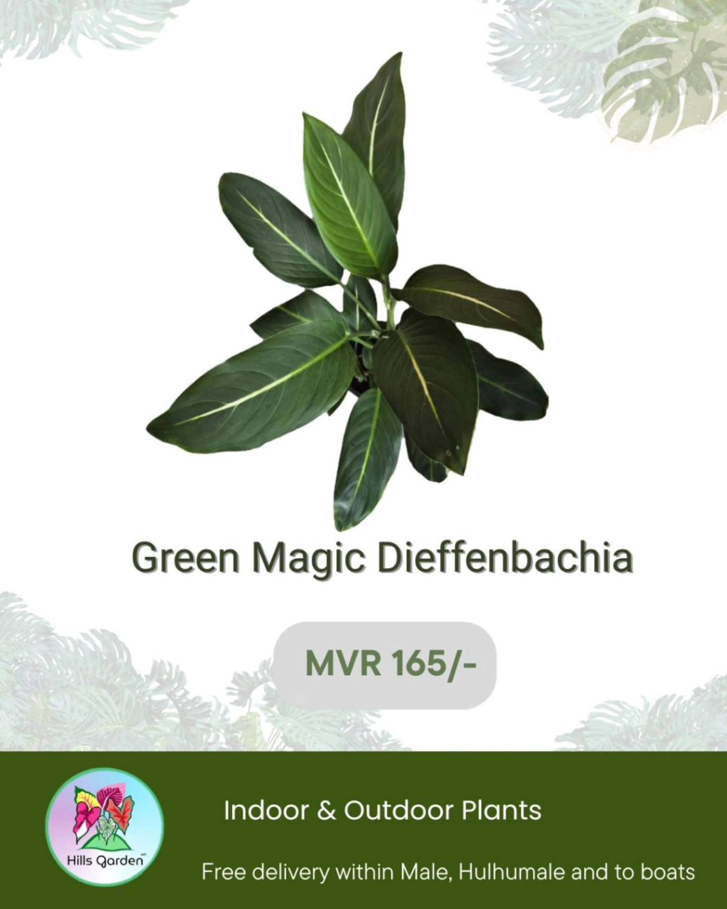 Dieffenbachia (Green Magic)