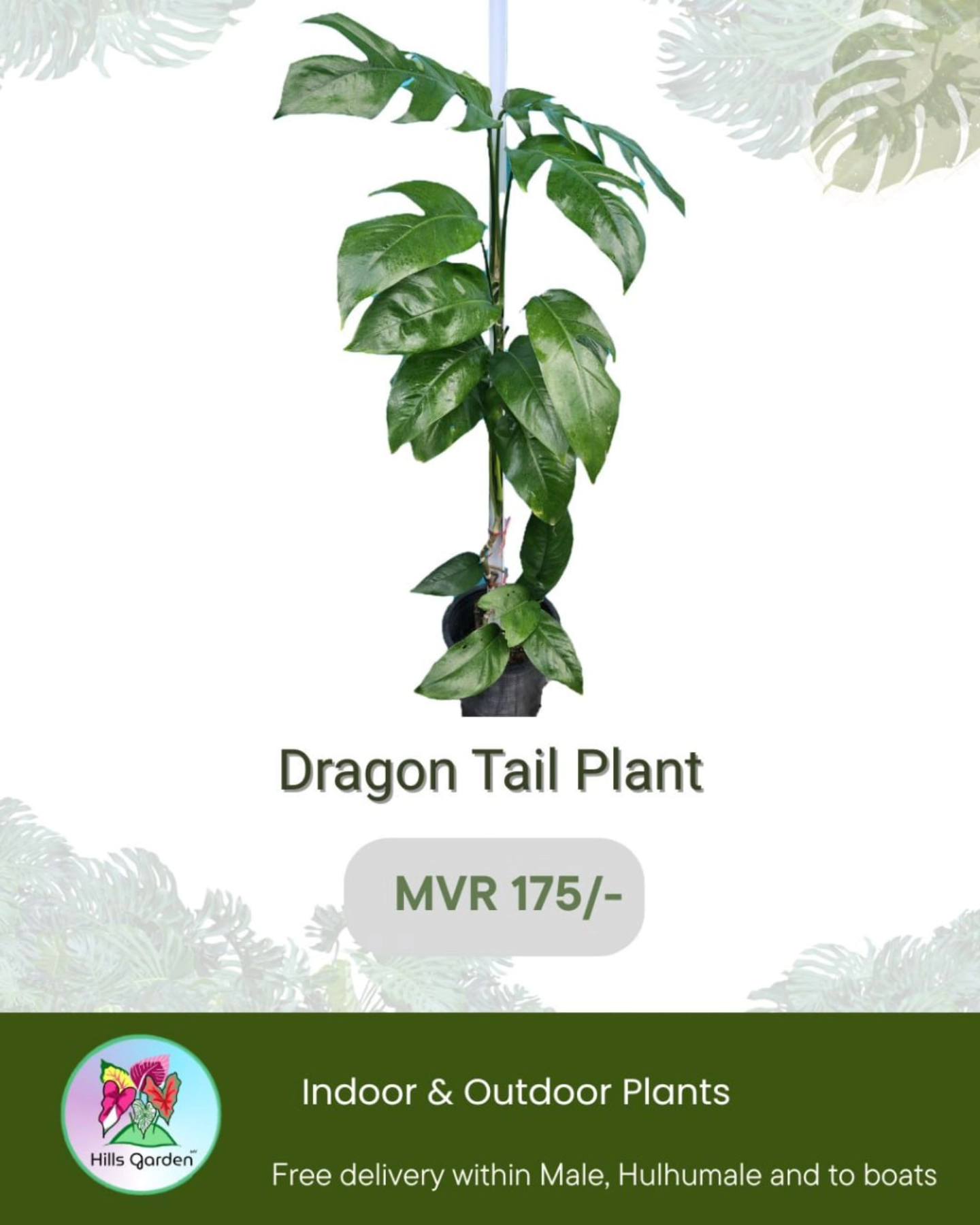 Dragon Tail Plant