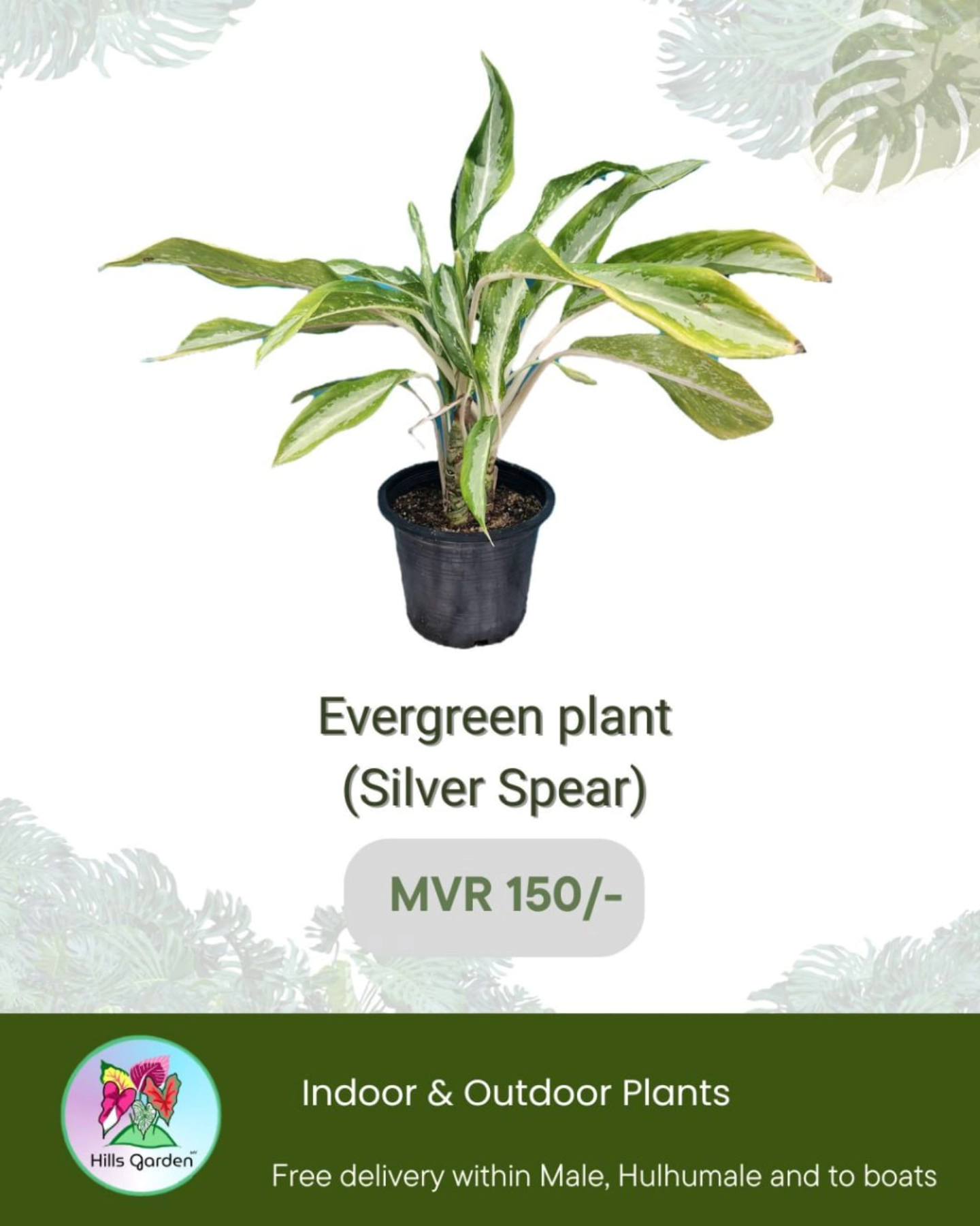 Evergreen Plant (Silver Spear)
