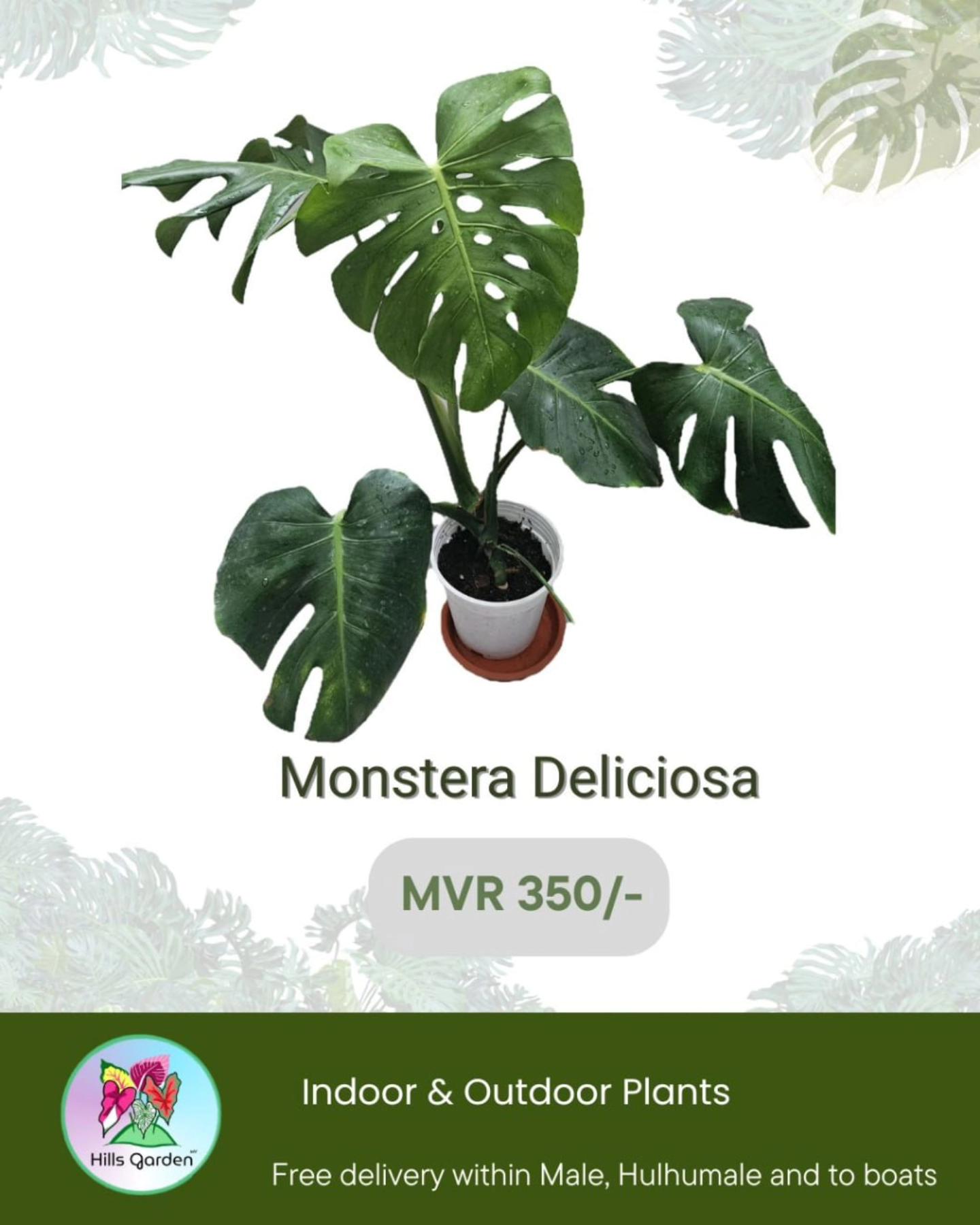 Monstera Deliciosa