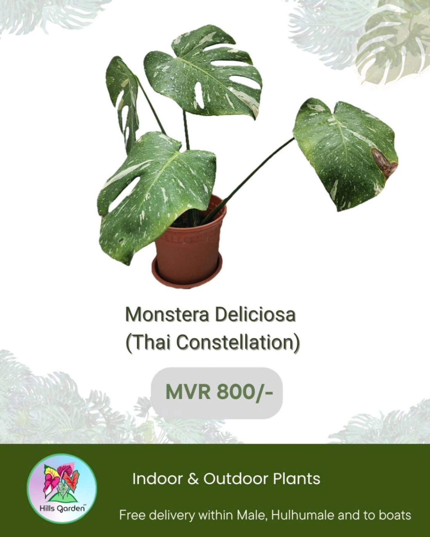Monstera Deliciosa (Thai Constellation)