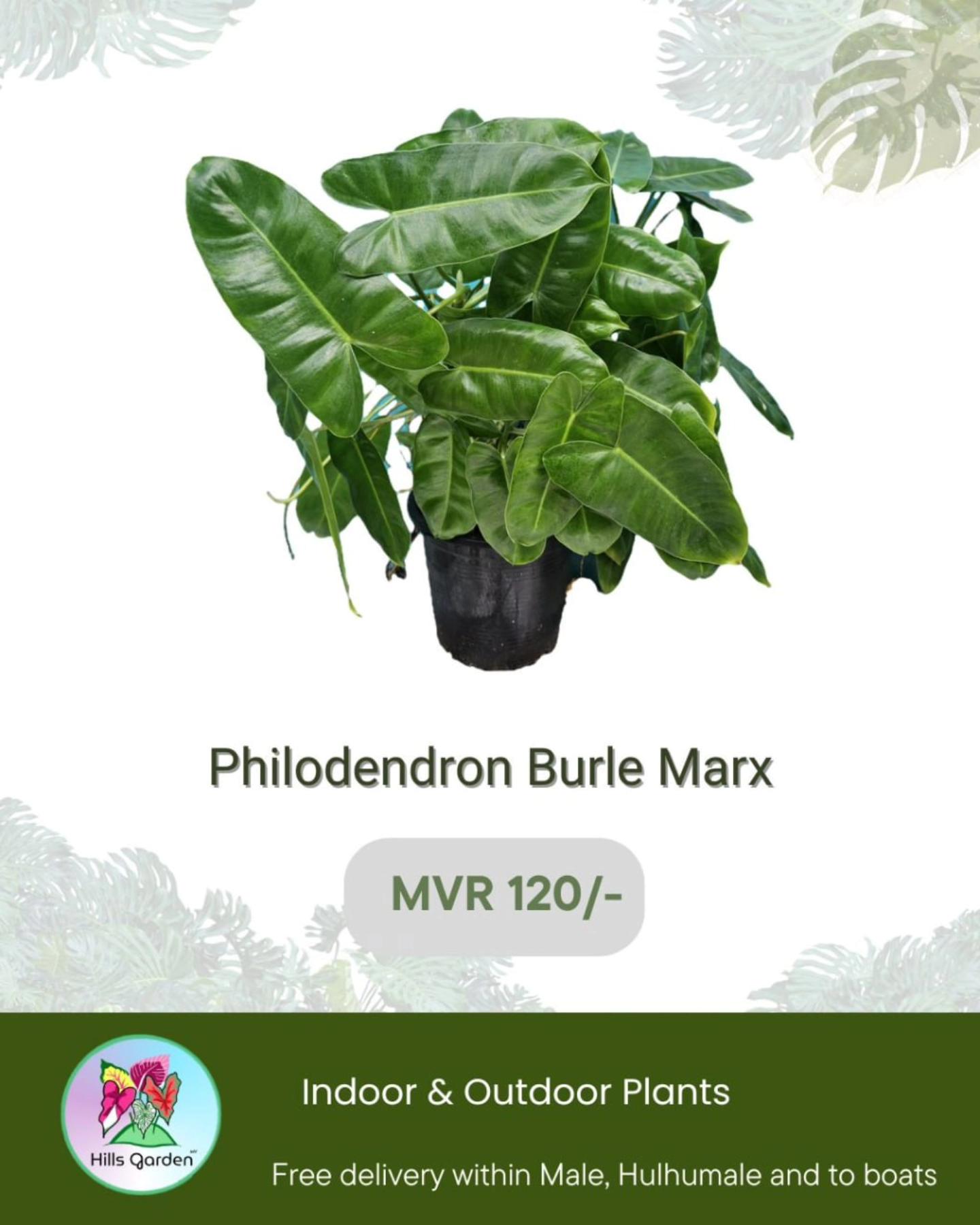 Philodendron Burle Marx