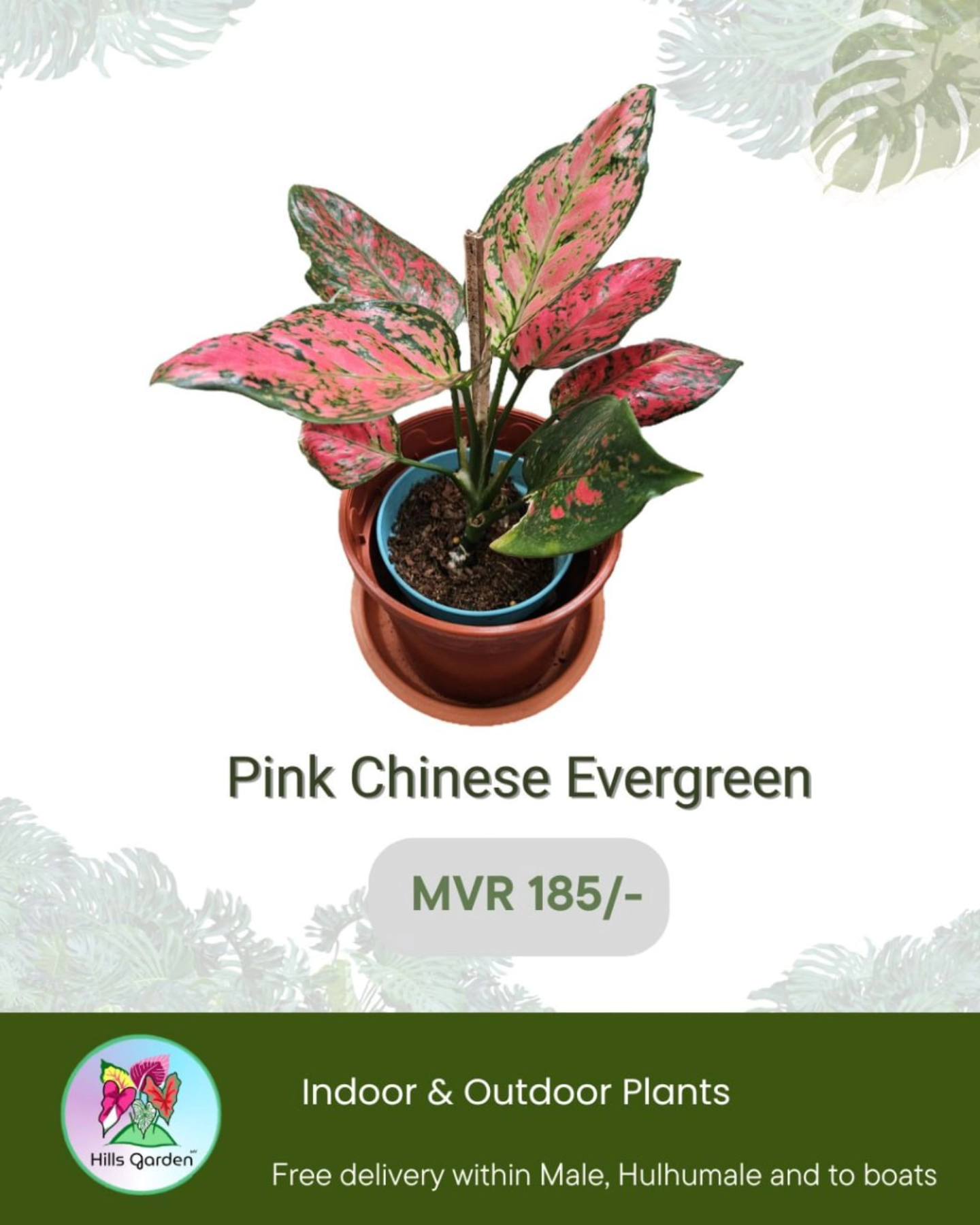 Pink Chinese Evergreen