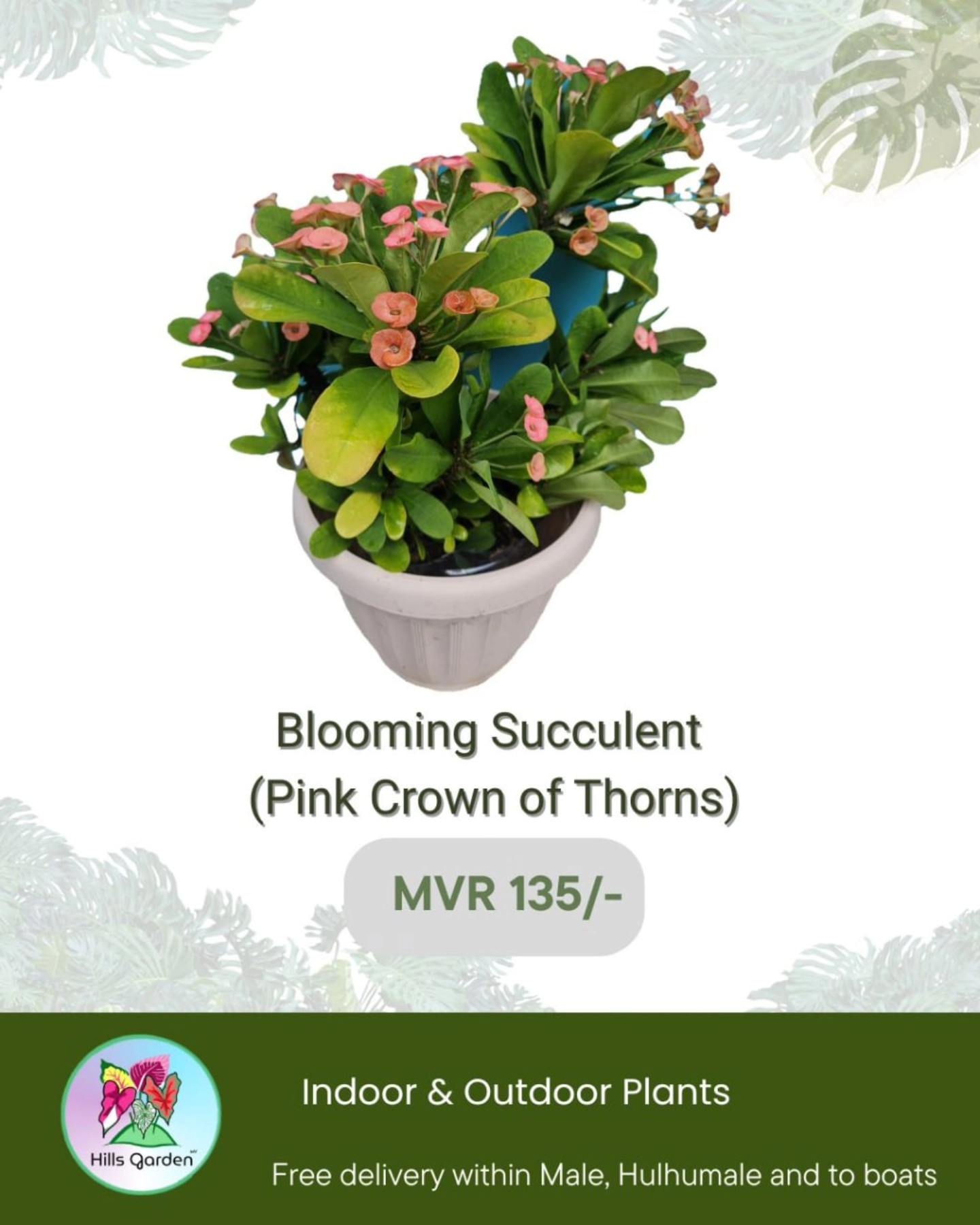 Pink Crown of Thorns (Blooming Succulent)