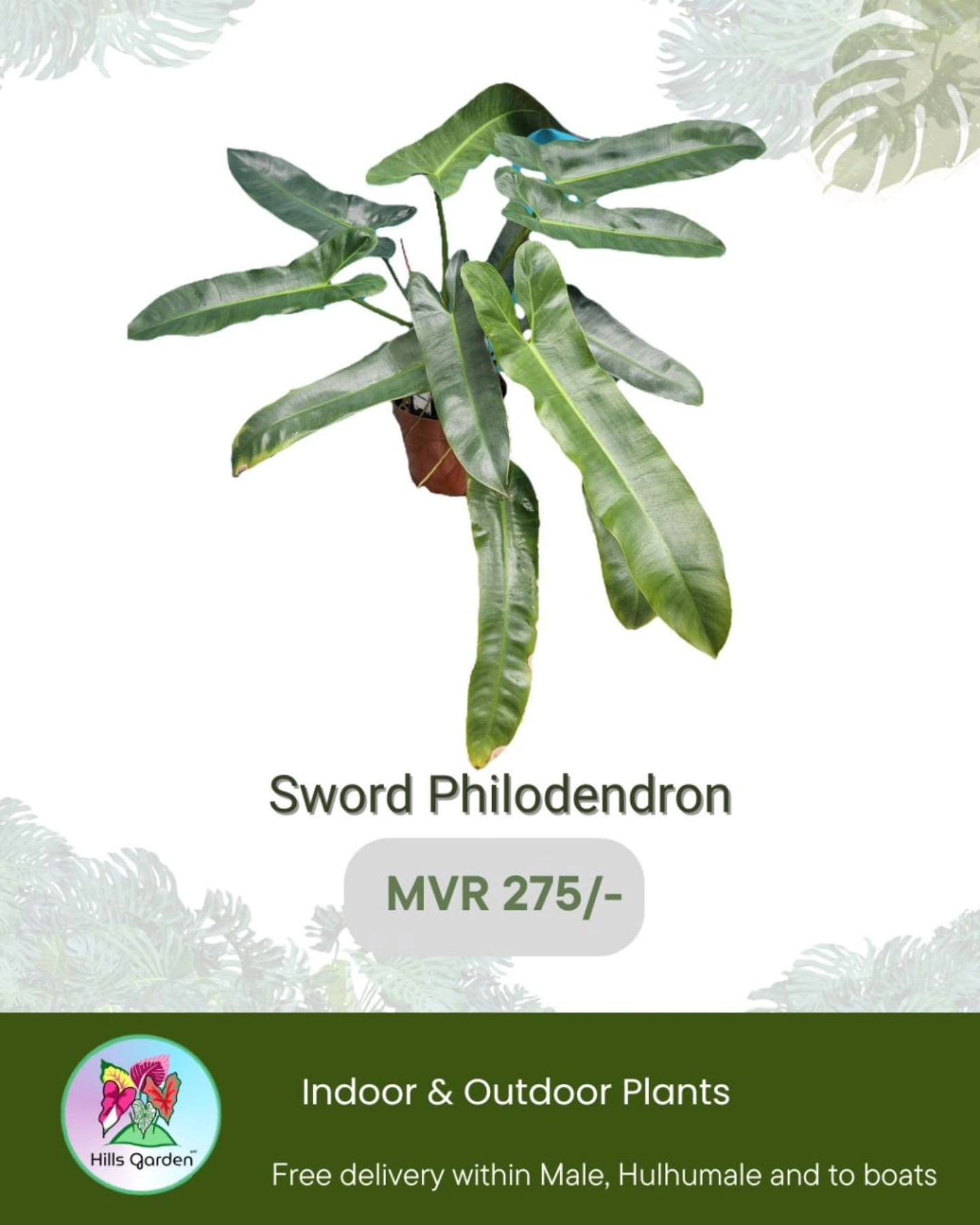 Sword Philodendron
