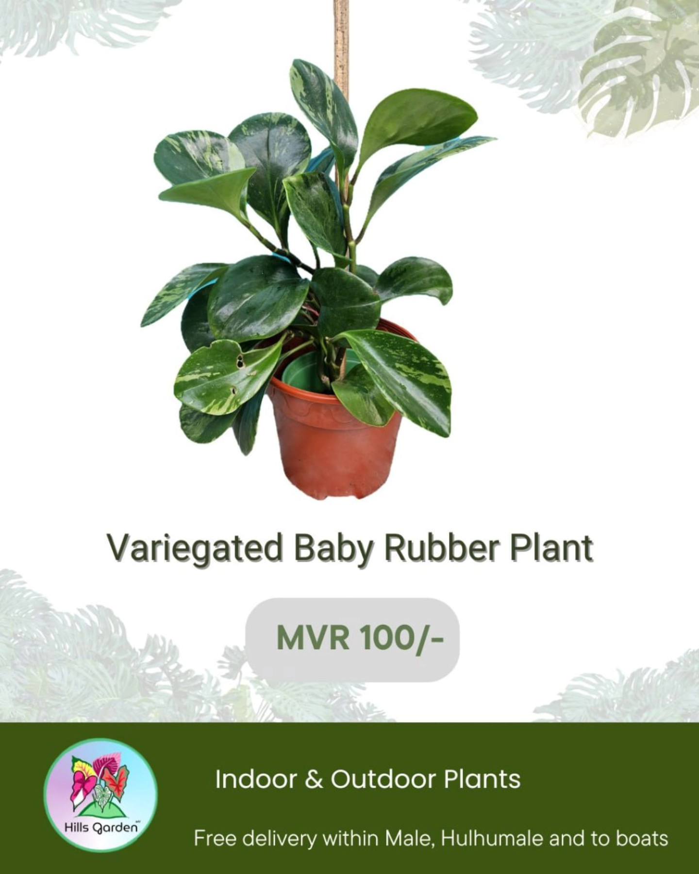 Variegated Baby Rubber Plant